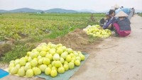 Hiệu quả mô hình trồng dưa lê ở xã An Tân