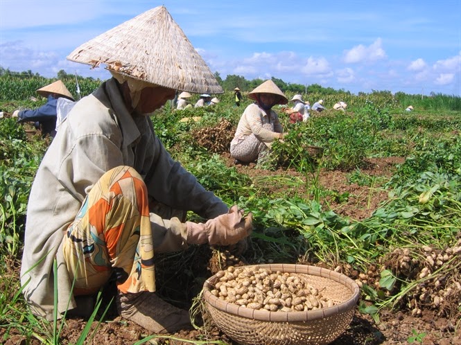 Đậu phộng - cây trồng cạn chủ lực mang lại hiệu quả kinh tế cao cho nông dân An Lão