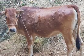 Hướng dẫn phòng và xử lý bệnh Viêm da nổi cục trên trâu, bò  trên địa bàn huyện An Lão