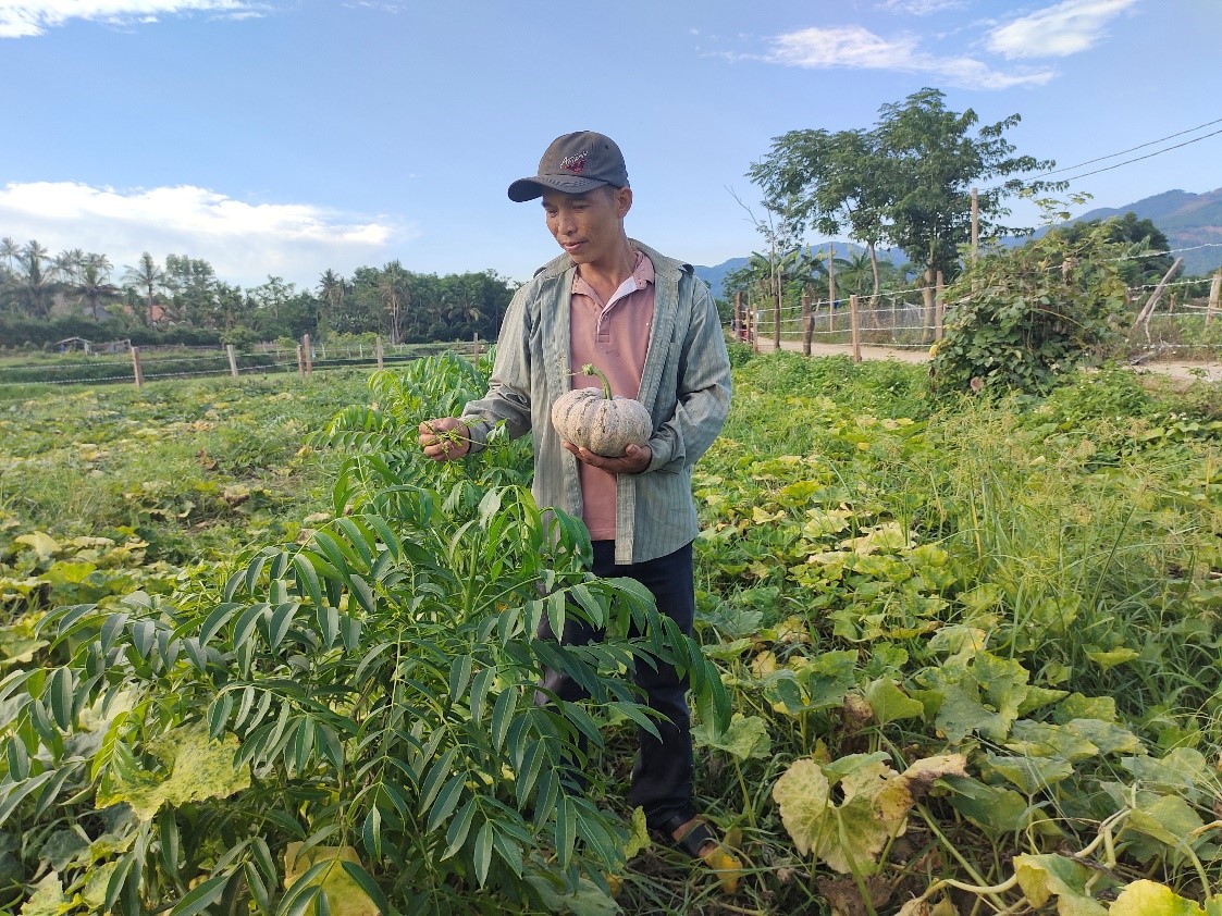 Hiệu quả kép với mô hình trồng xen canh ở huyện Văn Bàn  Đài Phát thanh   Truyền hình Lào Cai